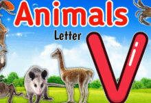 Animals that start with v