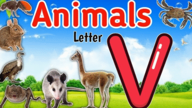 Animals that start with v